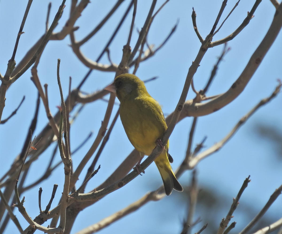 European Greenfinch - ML612868088