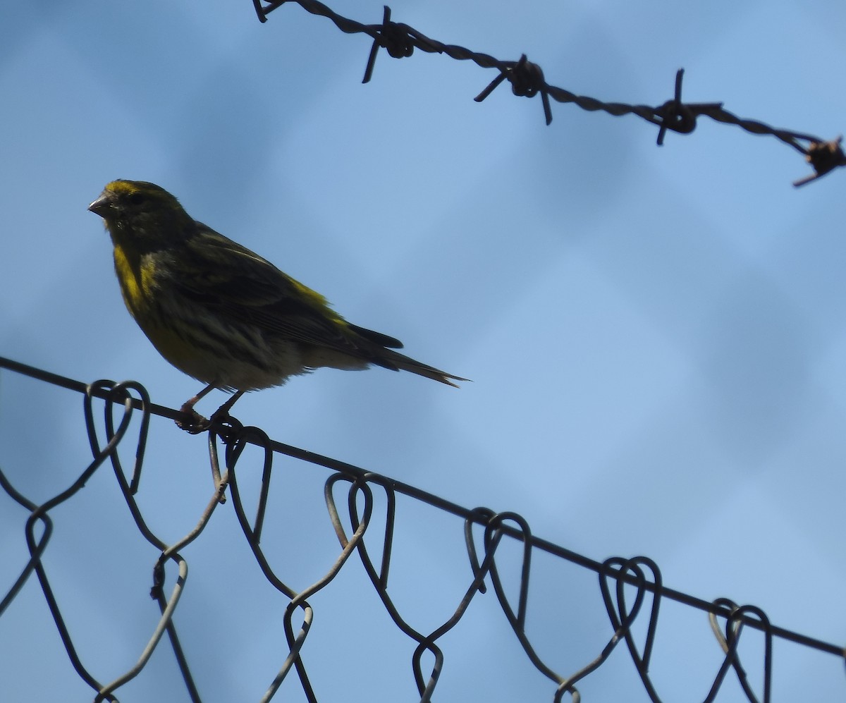 European Serin - ML612868093