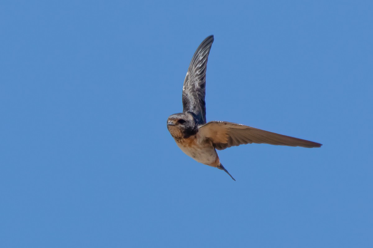 South African Swallow - ML612868204