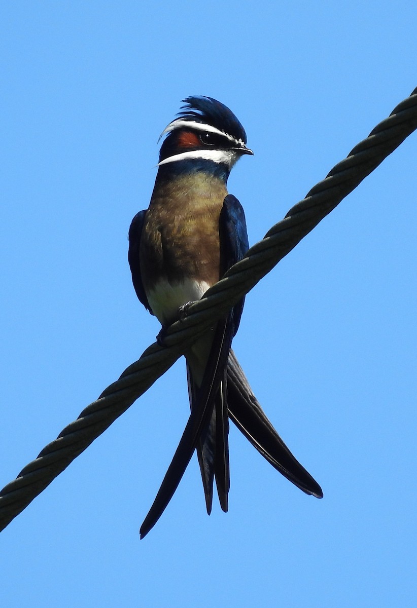 Whiskered Treeswift - ML612868225