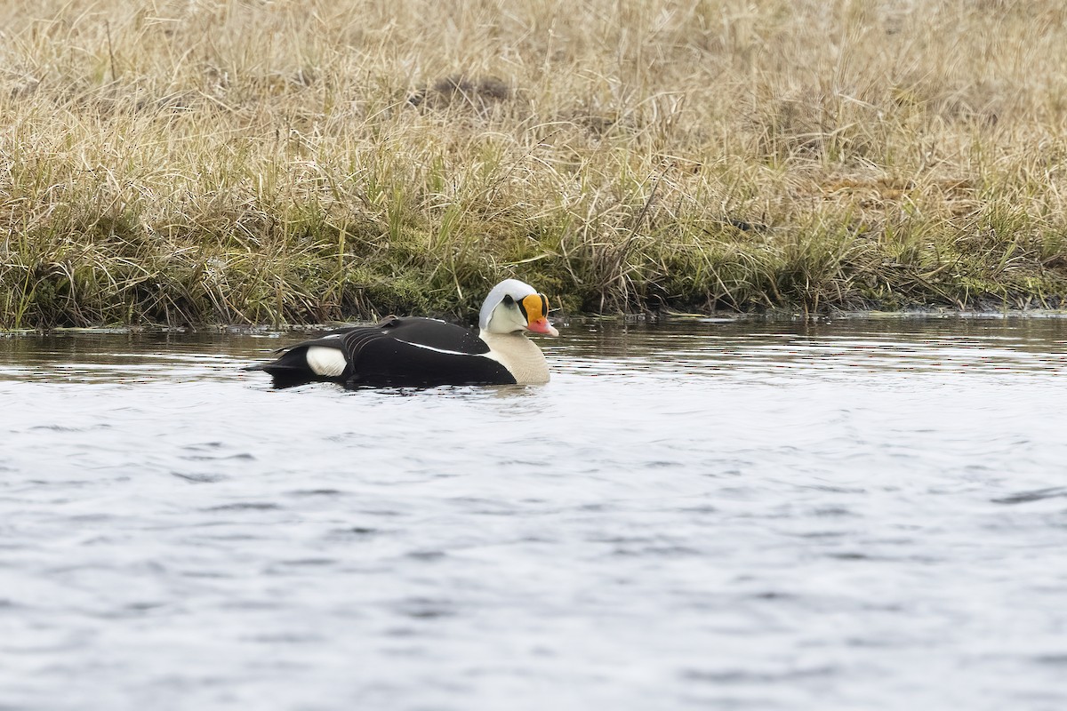 King Eider - ML612868231