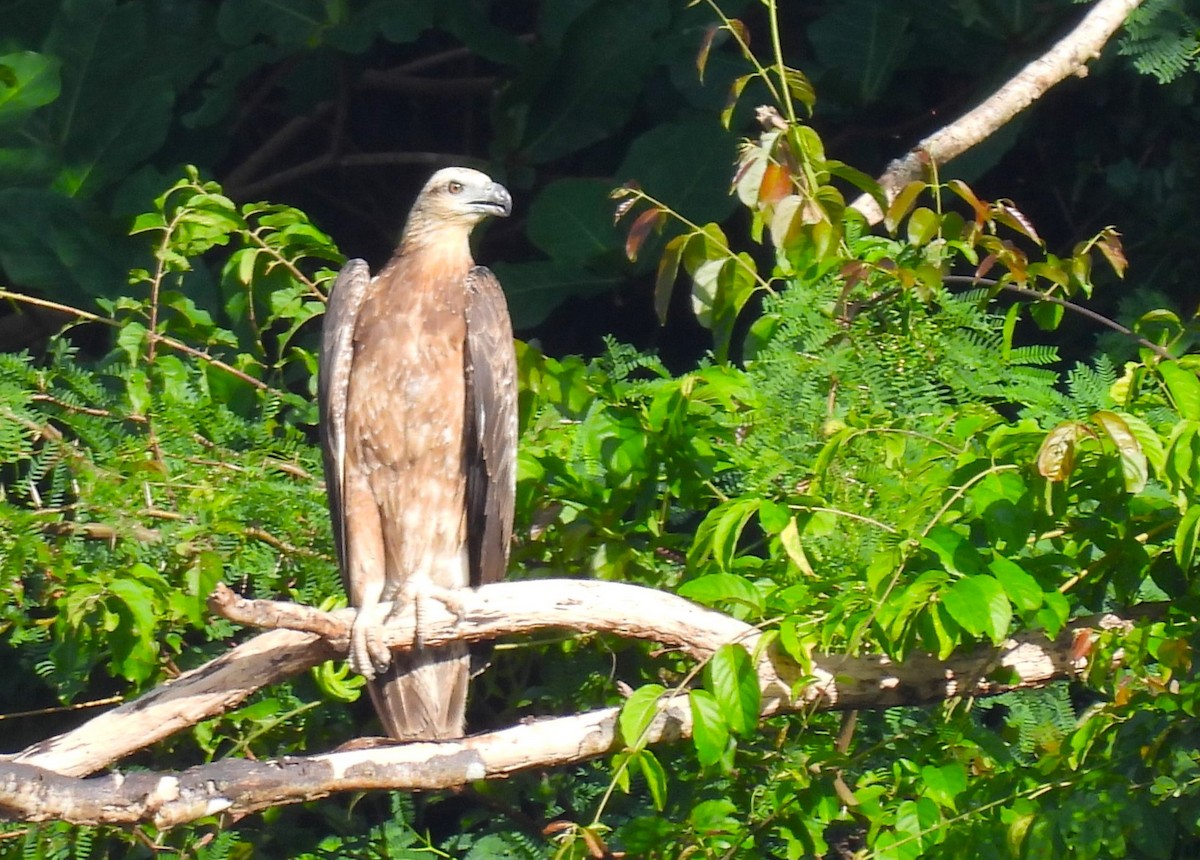 White-bellied Sea-Eagle - ML612868241