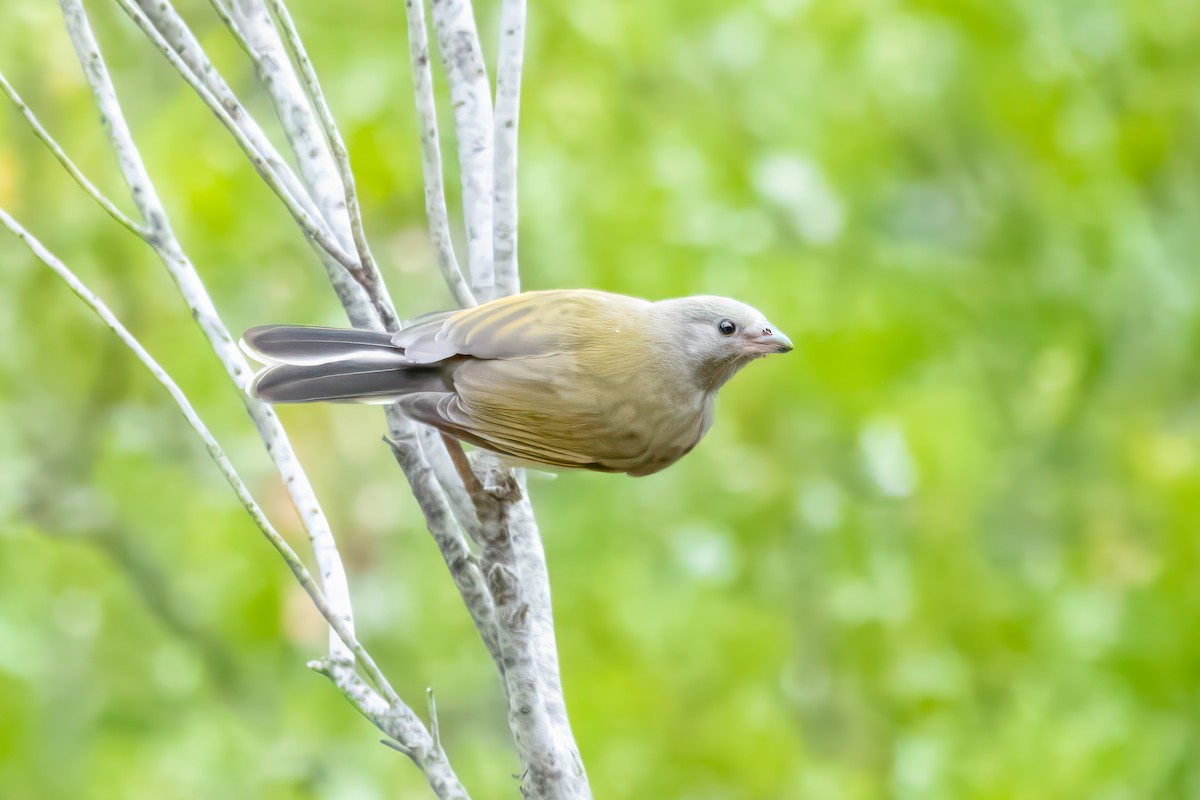 Lesser Honeyguide (Lesser) - ML612868248