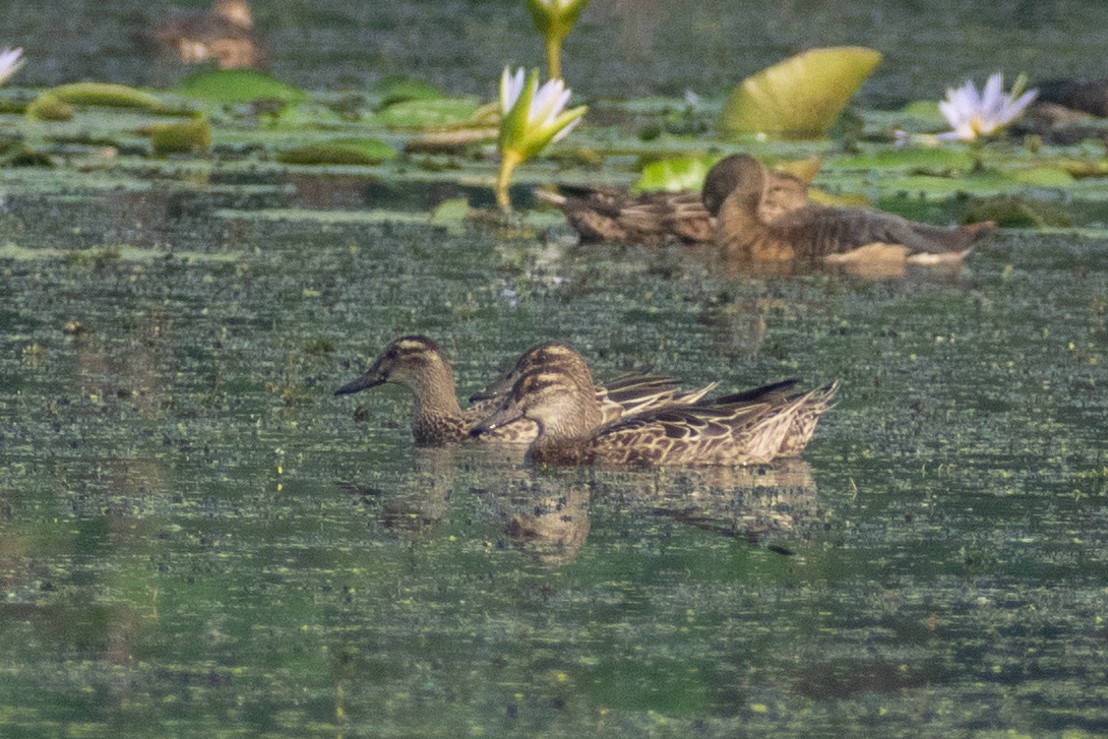 Garganey - Tuk Tuk