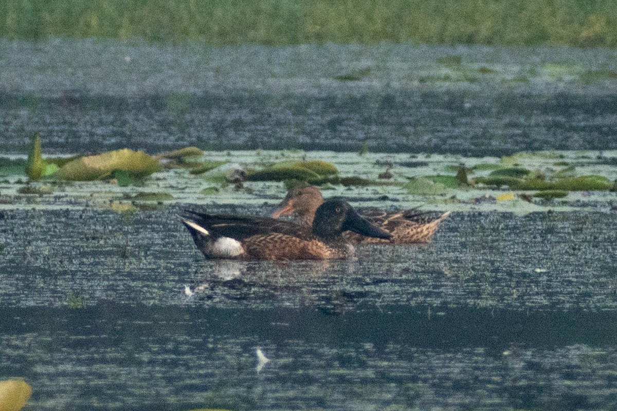 Northern Shoveler - Tuk Tuk