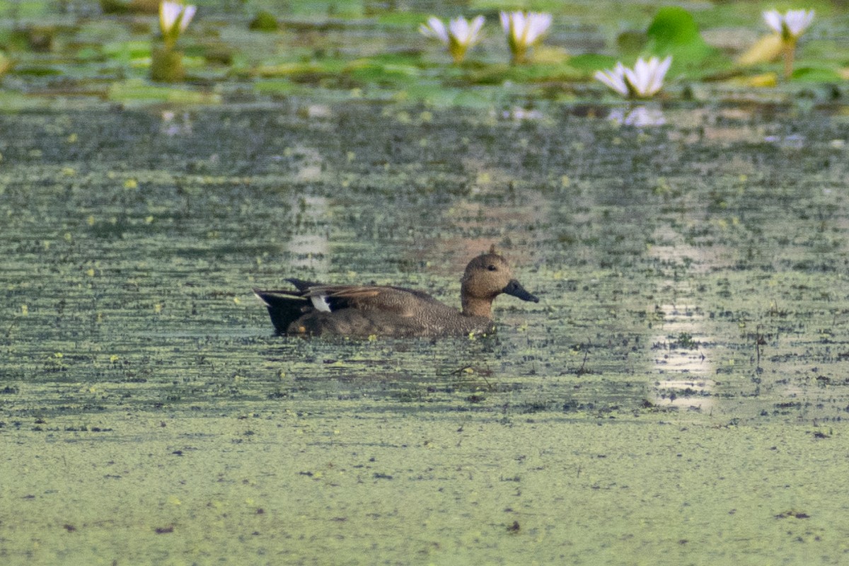 Gadwall - Tuk Tuk