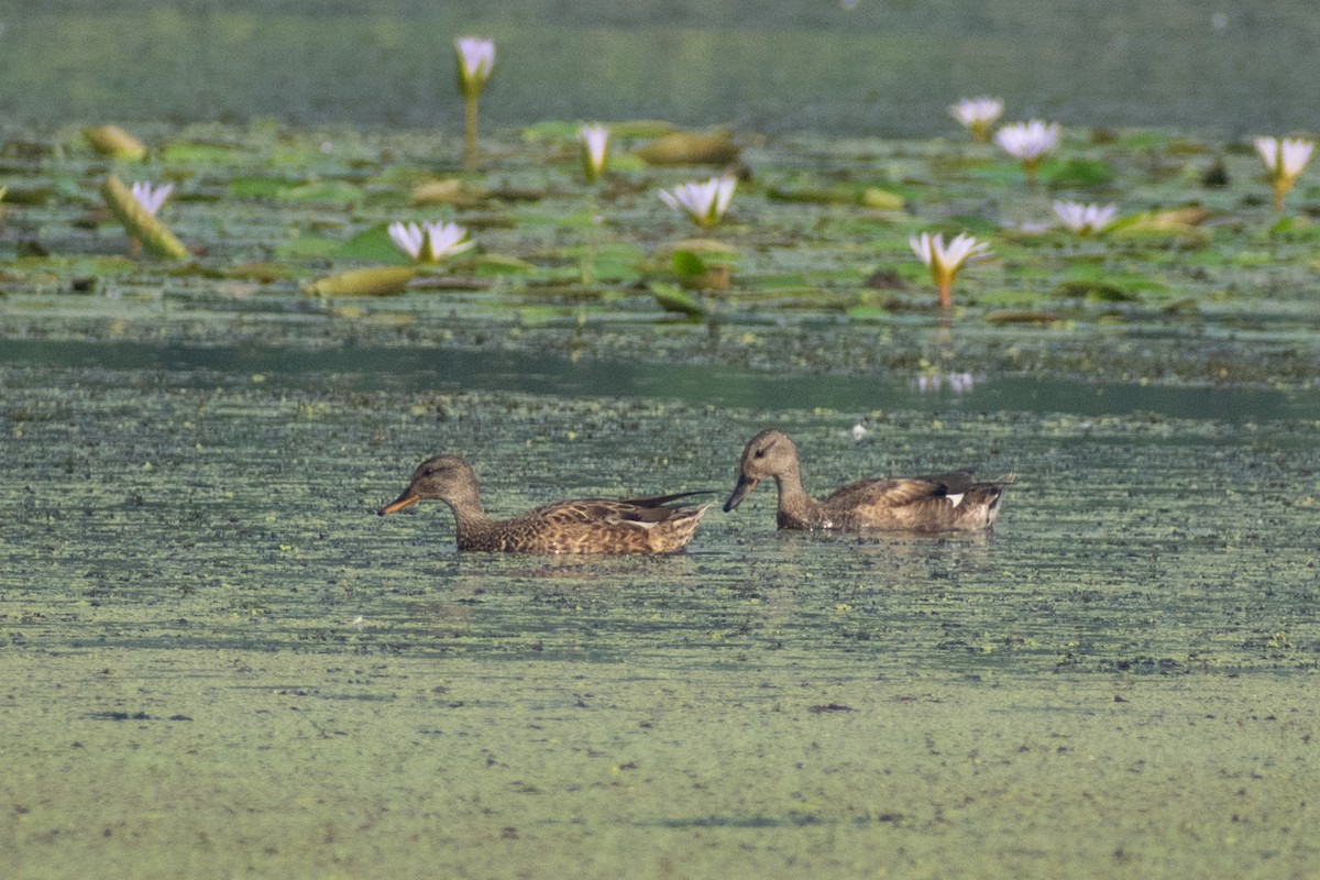 Gadwall - ML612868305