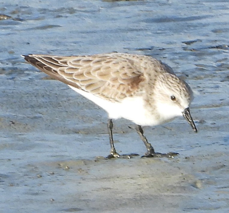 Red-necked Stint - ML612868329