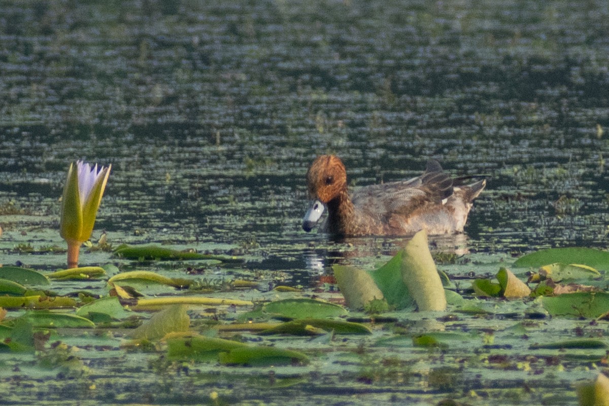 Eurasian Wigeon - ML612868337