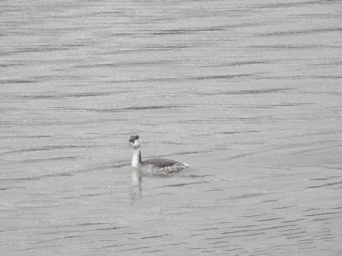 Great Crested Grebe - ML612868340
