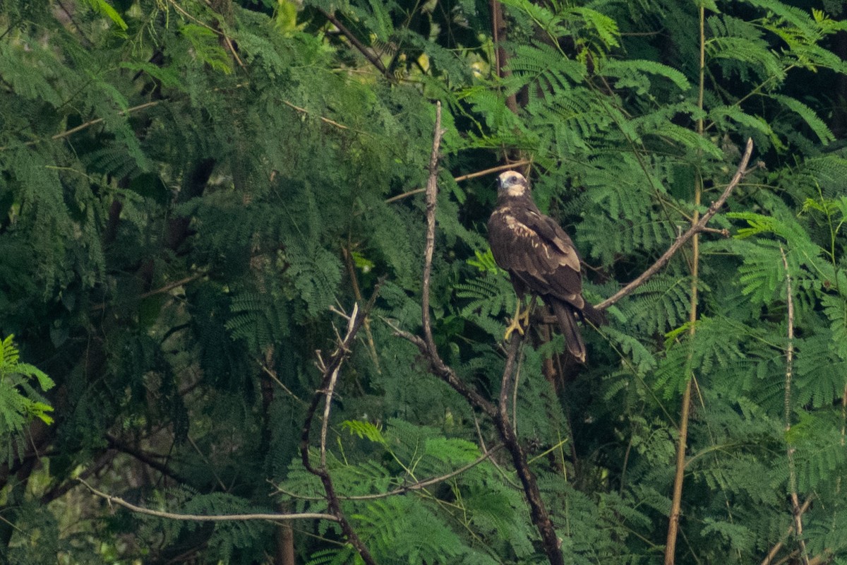 Western Marsh Harrier - ML612868362