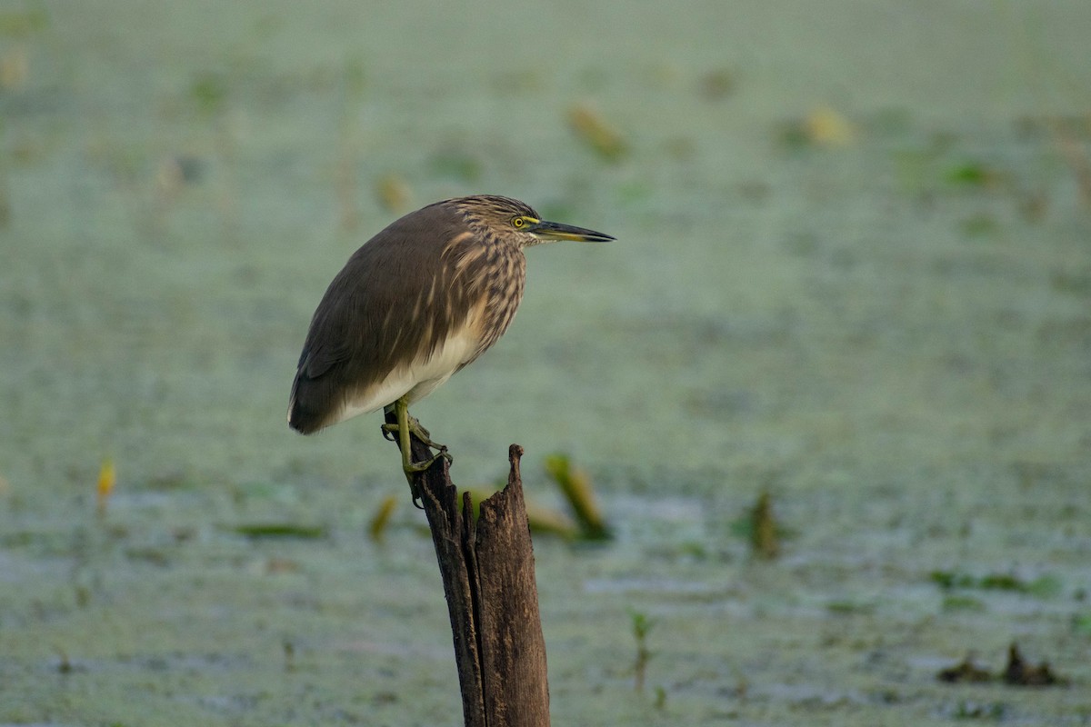 Indian Pond-Heron - Tuk Tuk