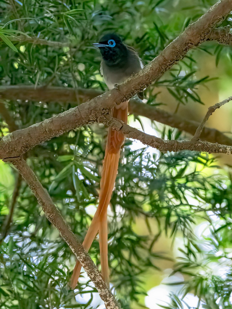 African Paradise-Flycatcher - ML612868377