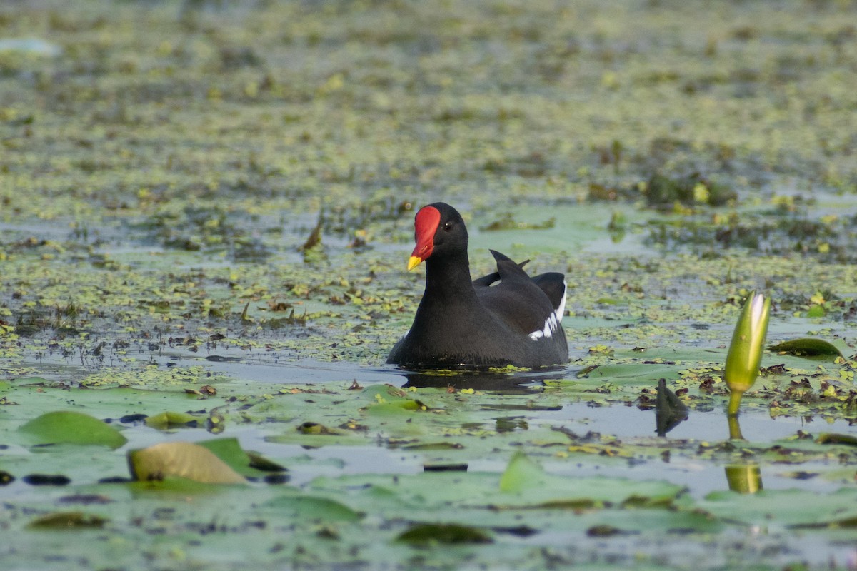 Gallinule poule-d'eau - ML612868389