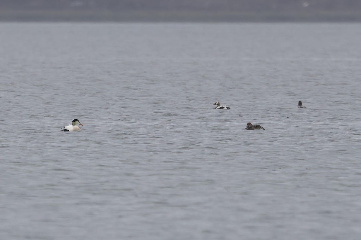 Spectacled Eider - ML612868392