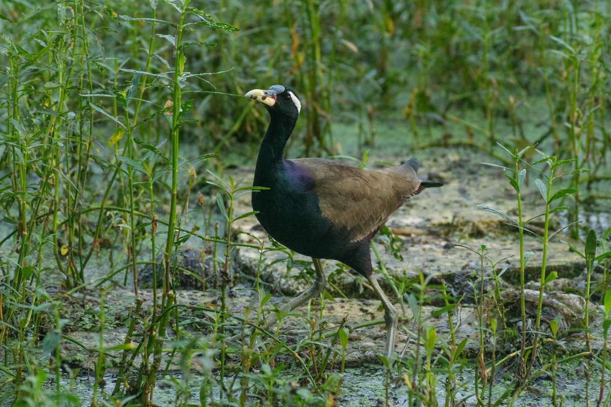 Bronze-winged Jacana - Tuk Tuk