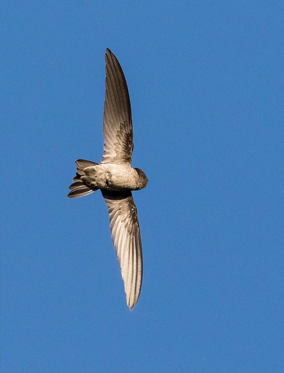 Germain's Swiftlet - ML612868413