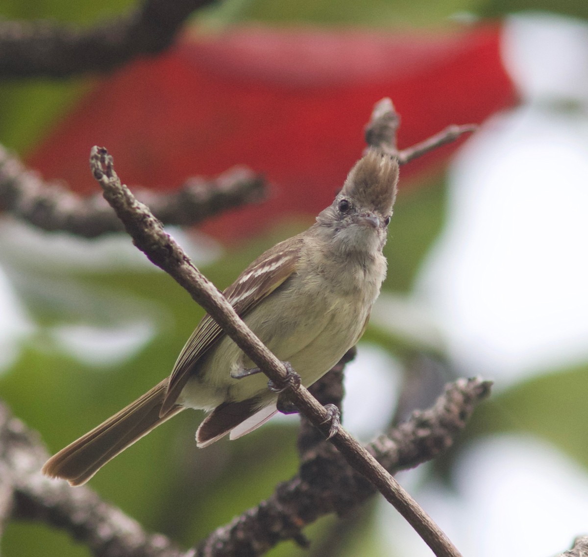 Yellow-bellied Elaenia - ML61286851