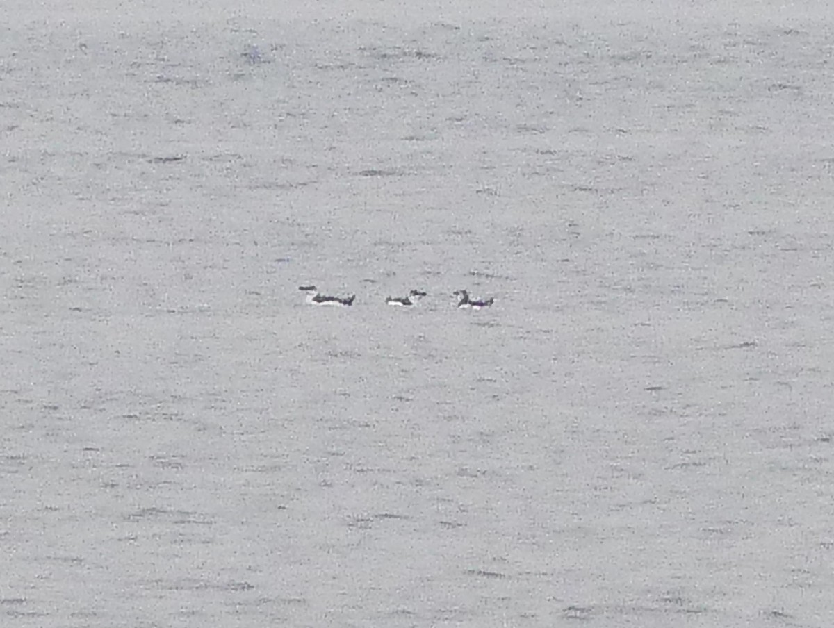 Razorbill - ML612868542