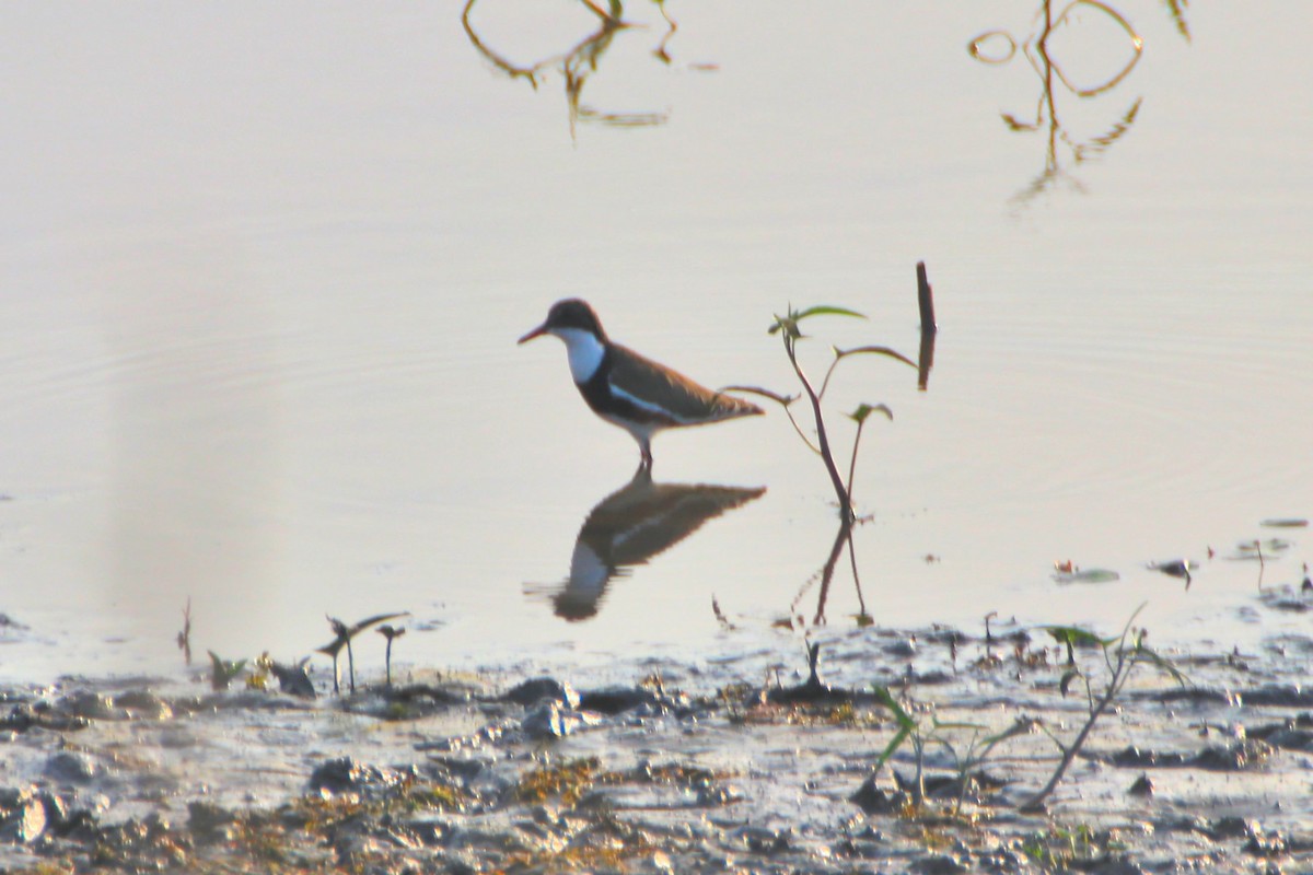 Red-kneed Dotterel - James Lambert