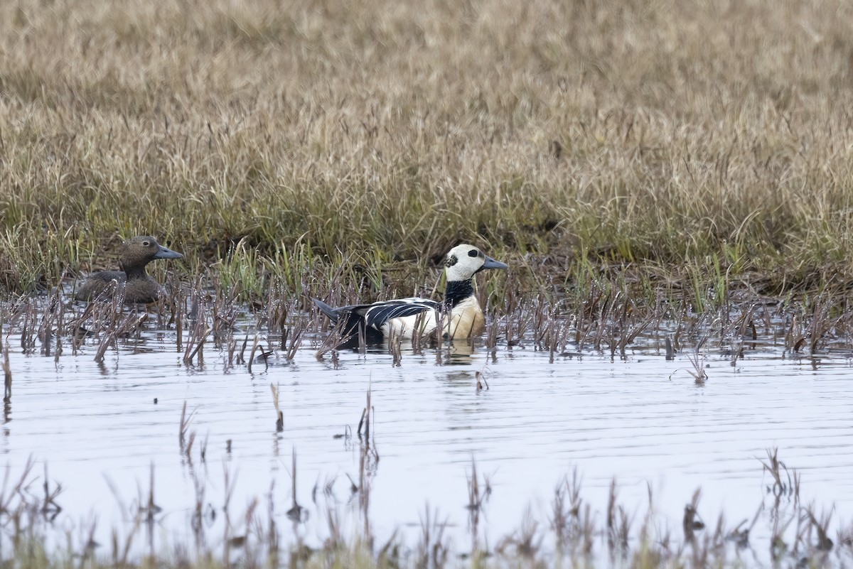 Steller's Eider - ML612868634