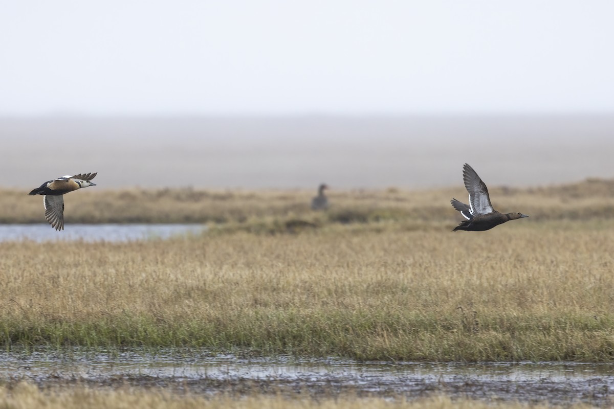 Steller's Eider - ML612868638