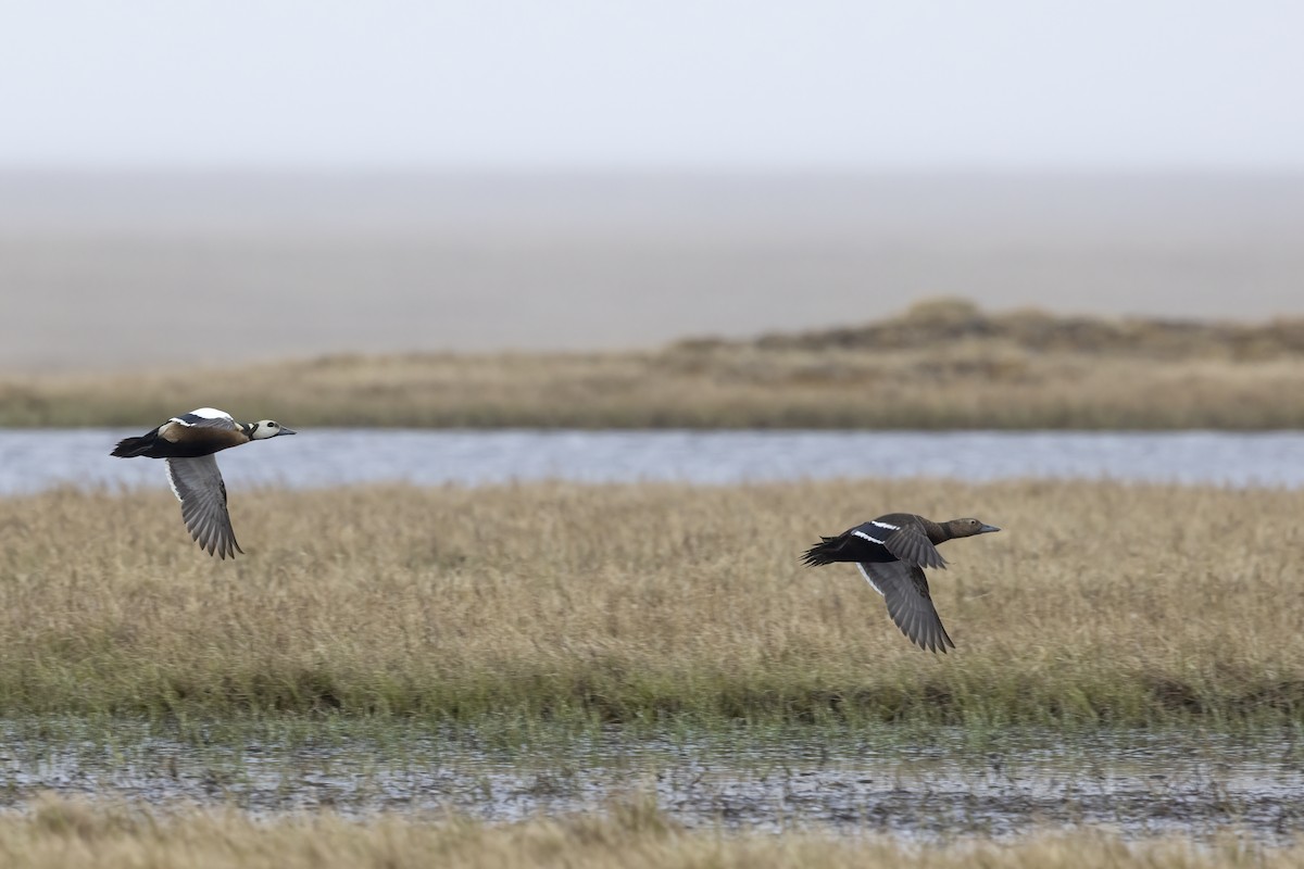 Steller's Eider - ML612868639