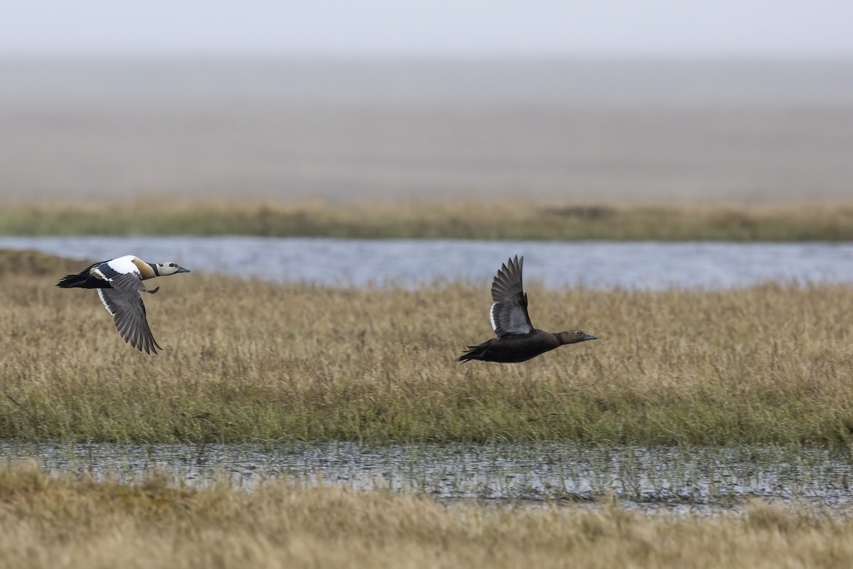 Steller's Eider - ML612868640