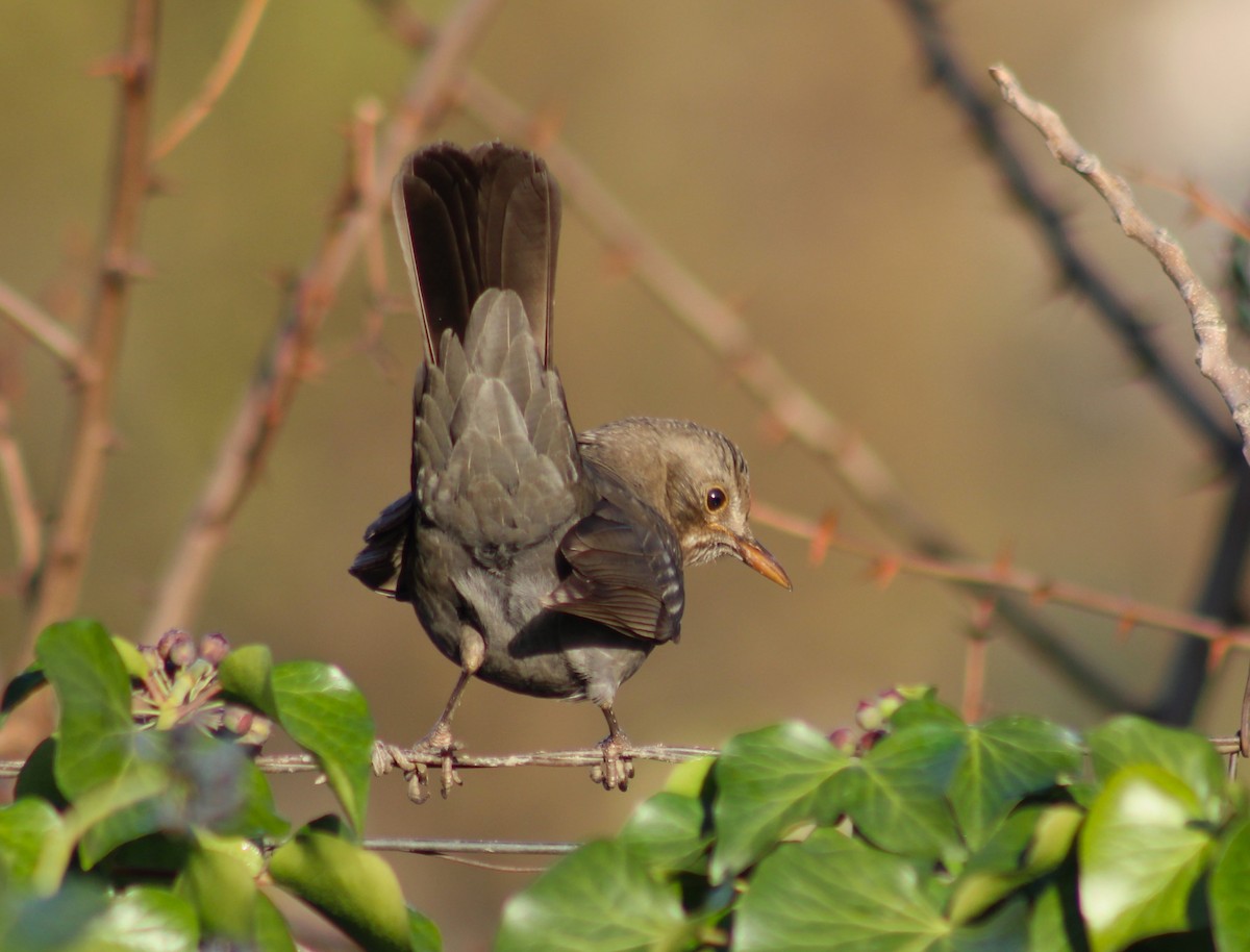 Eurasian Blackbird - ML612868681