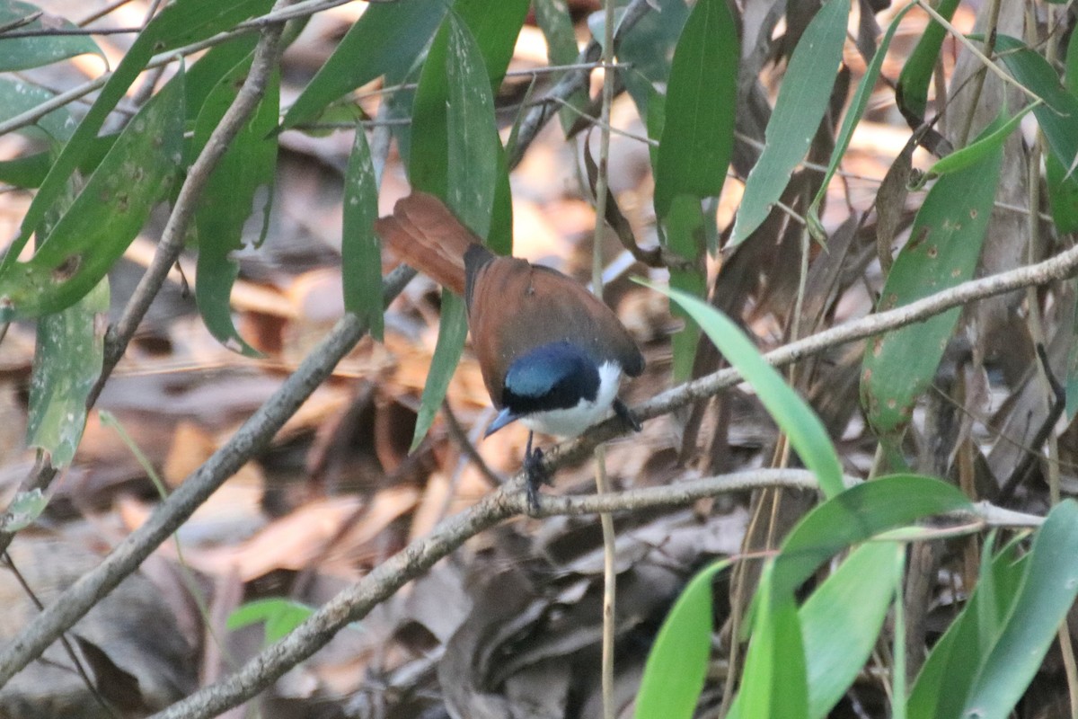 Shining Flycatcher - ML612868692