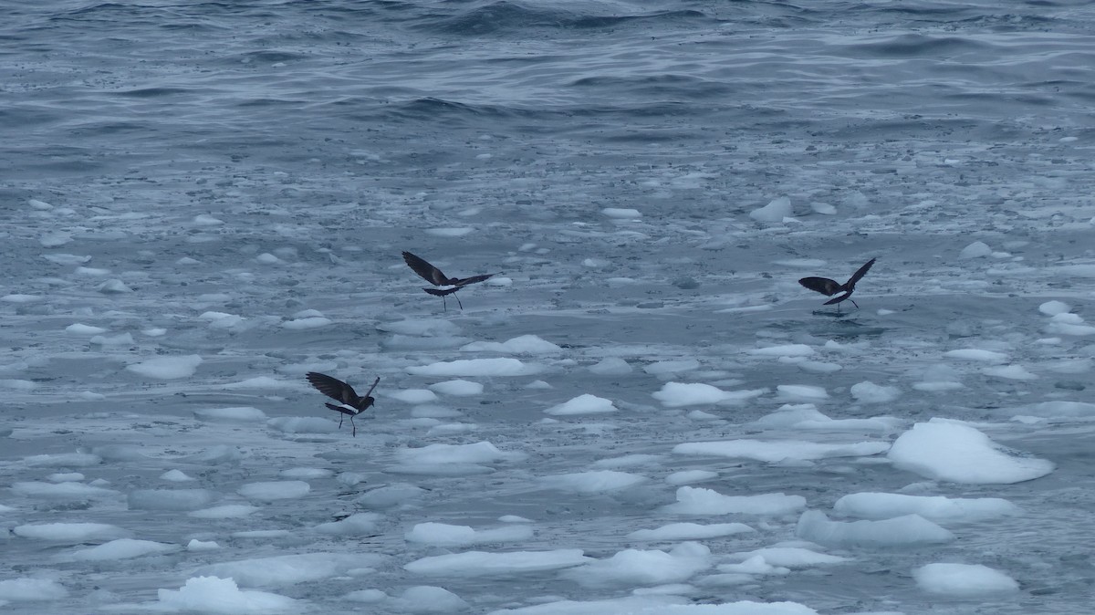 Wilson's Storm-Petrel - Niall Dinwoodie