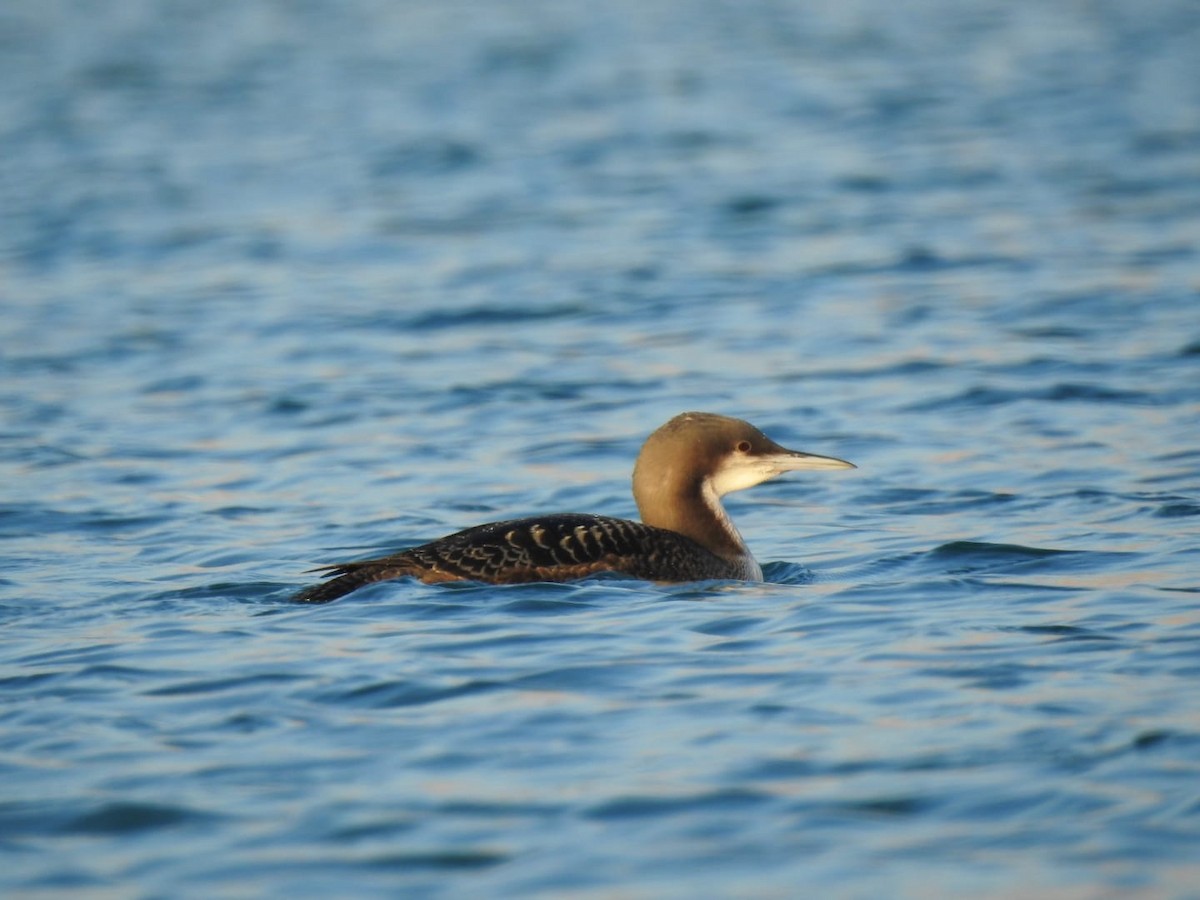 Pacific Loon - ML612868724