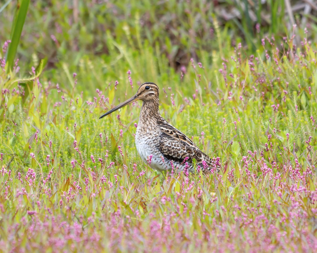 Latham's Snipe - Ben Johns