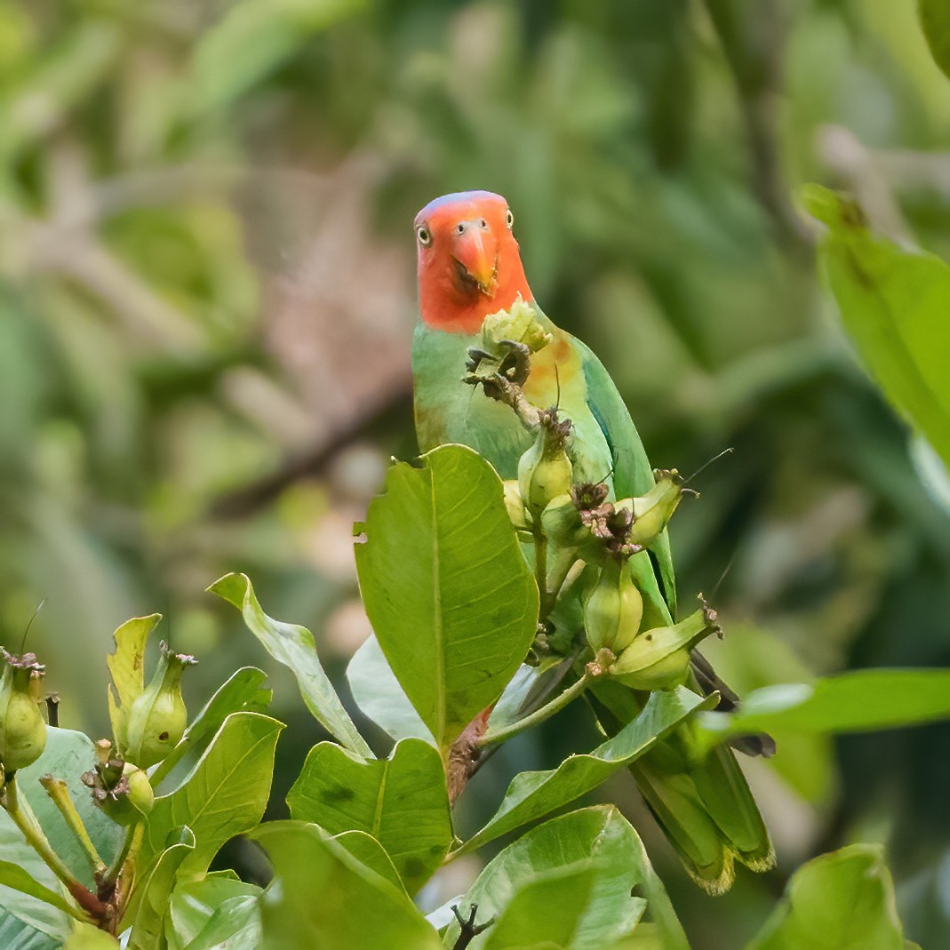 Red-cheeked Parrot - Wilbur Goh
