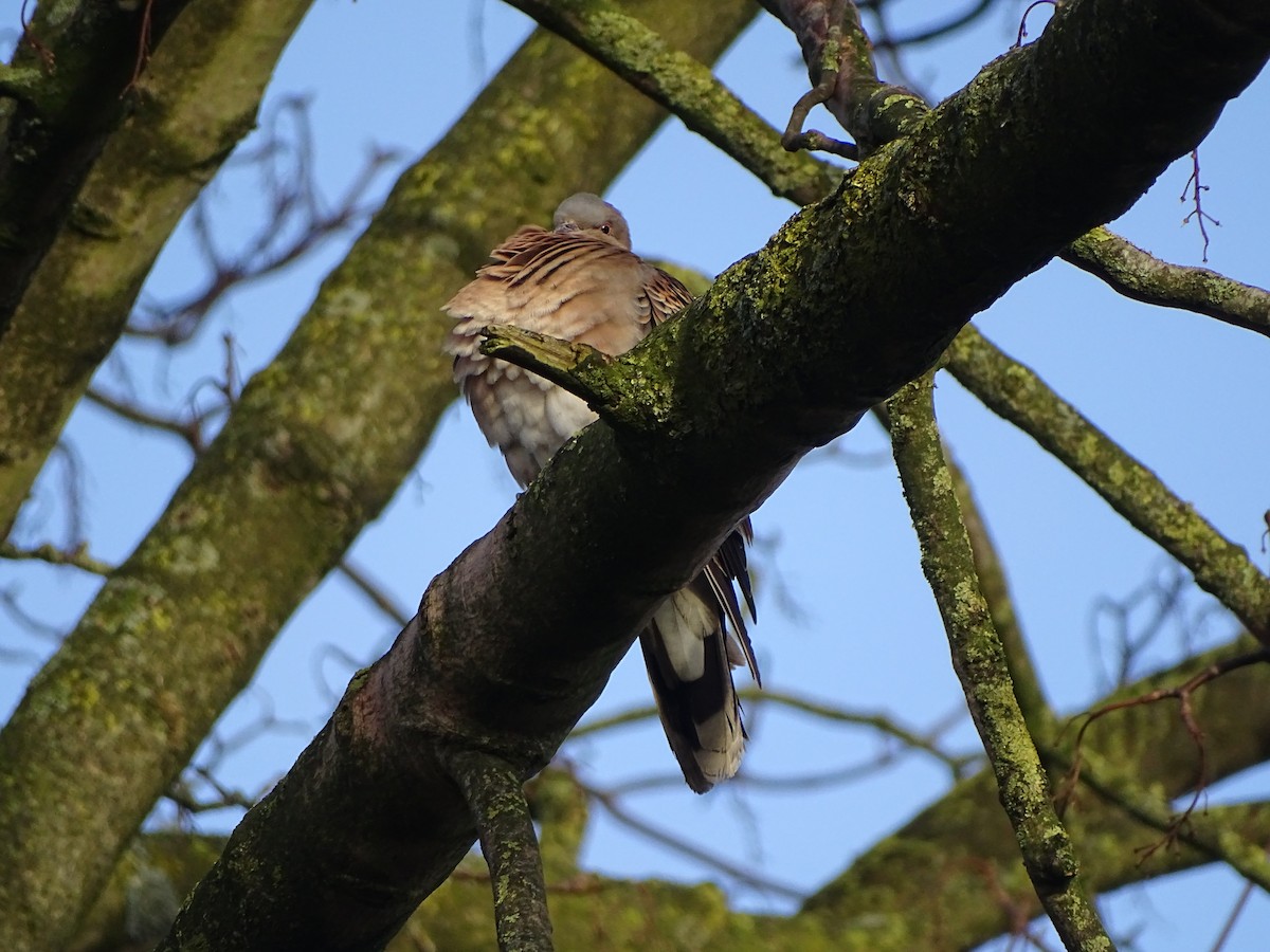 Oriental Turtle-Dove - ML612868761