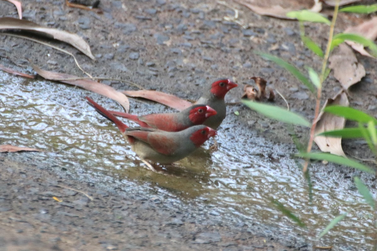 Crimson Finch (Black-bellied) - ML612868772