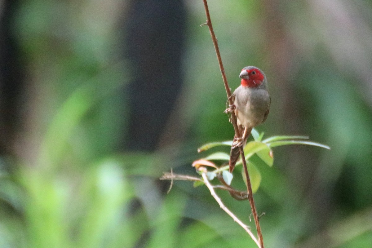 Crimson Finch (Black-bellied) - ML612868773