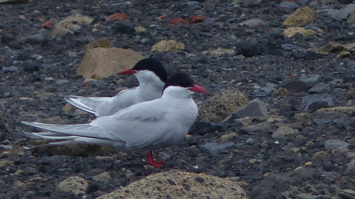 Antarctic Tern - ML612868779