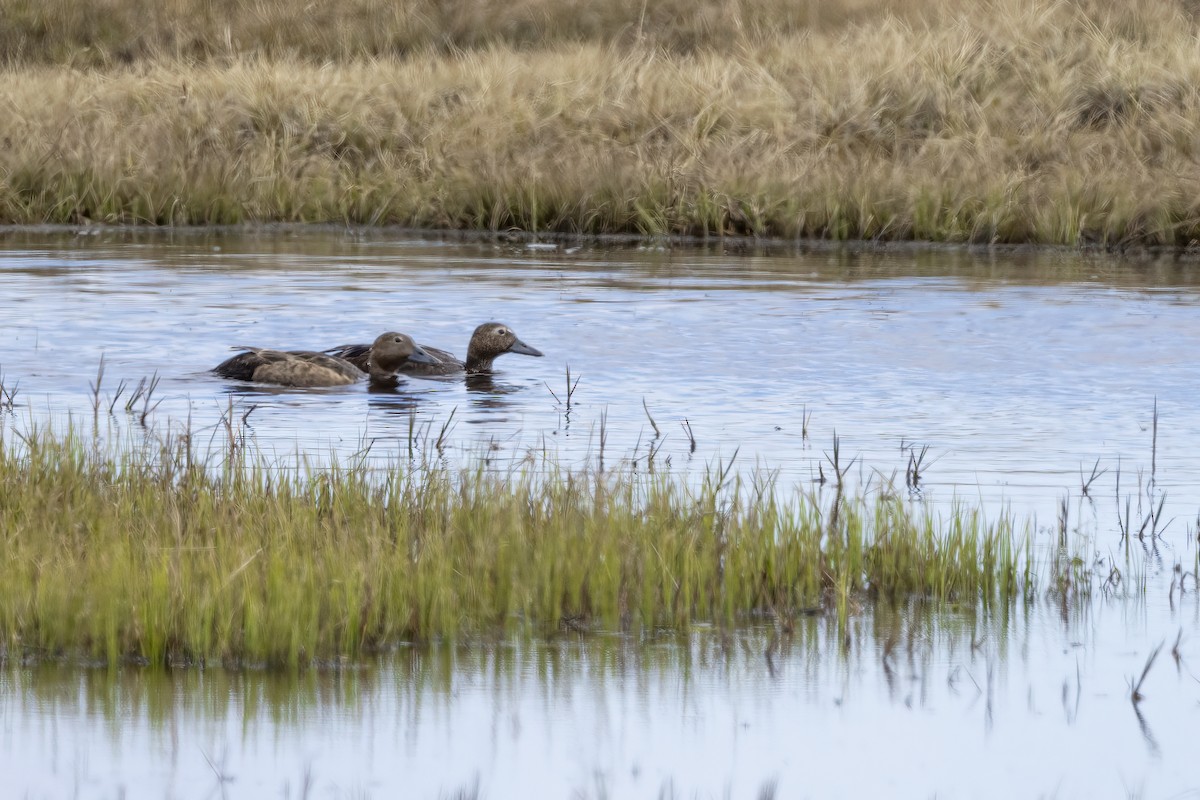 Steller's Eider - Delfin Gonzalez