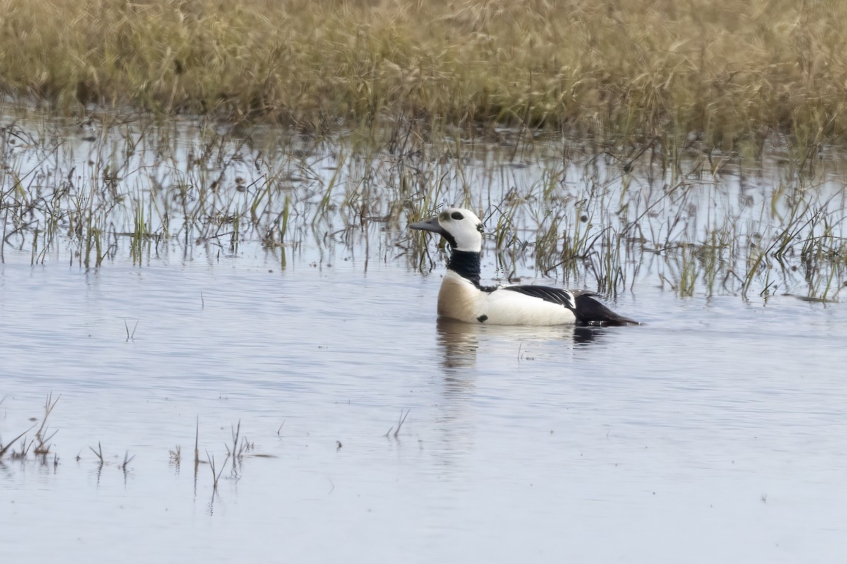 Steller's Eider - ML612868835