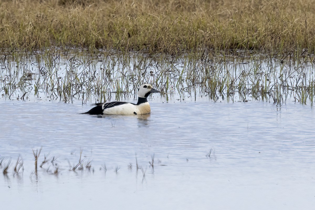 Steller's Eider - ML612868836