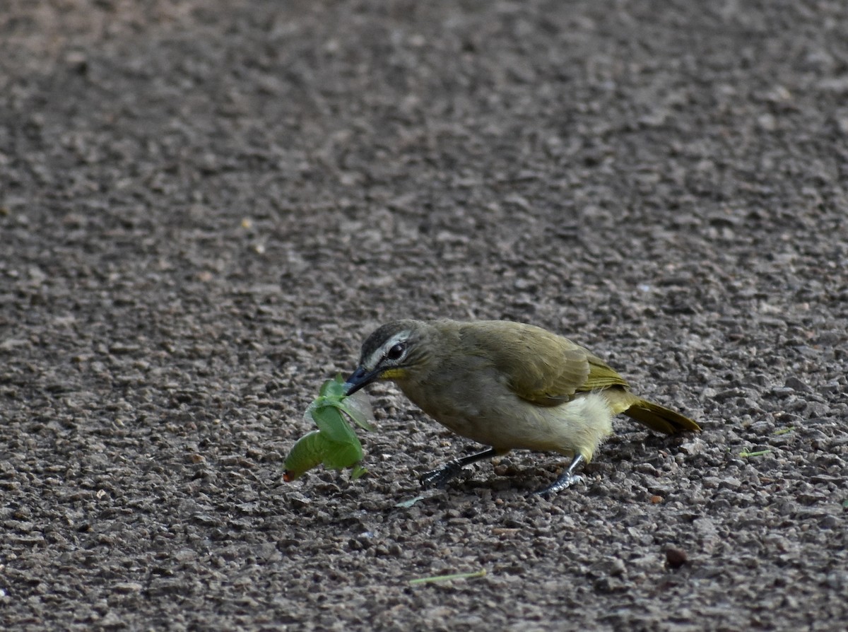 White-browed Bulbul - ML612868846