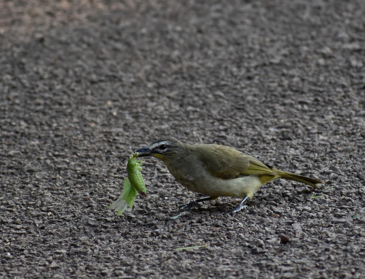 White-browed Bulbul - ML612868847