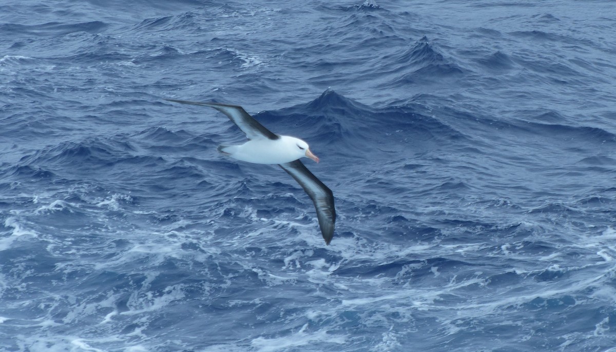 Albatros Ojeroso - ML612868850