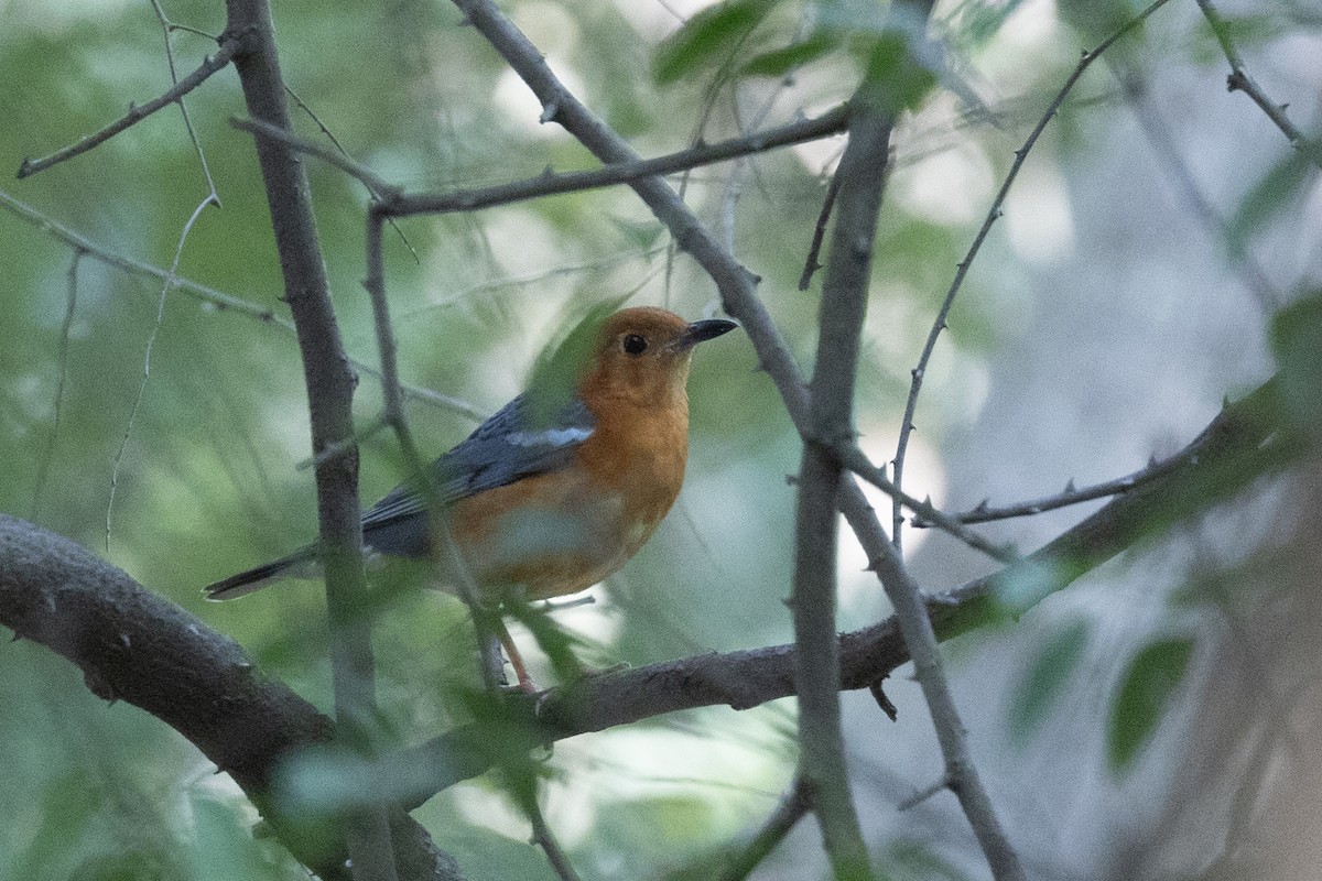 Orange-headed Thrush - Samanvitha Rao