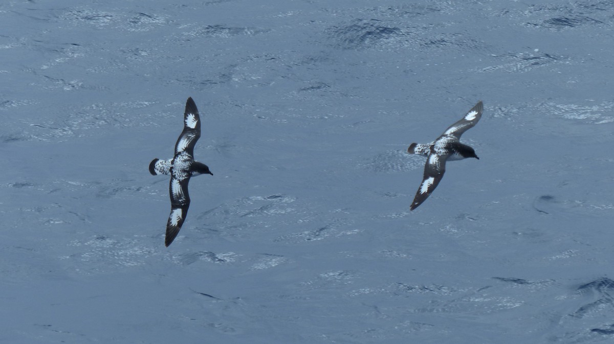 Cape Petrel - ML612868854