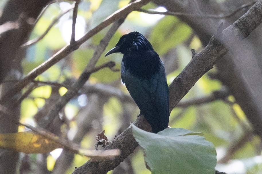 Hair-crested Drongo - Samanvitha Rao