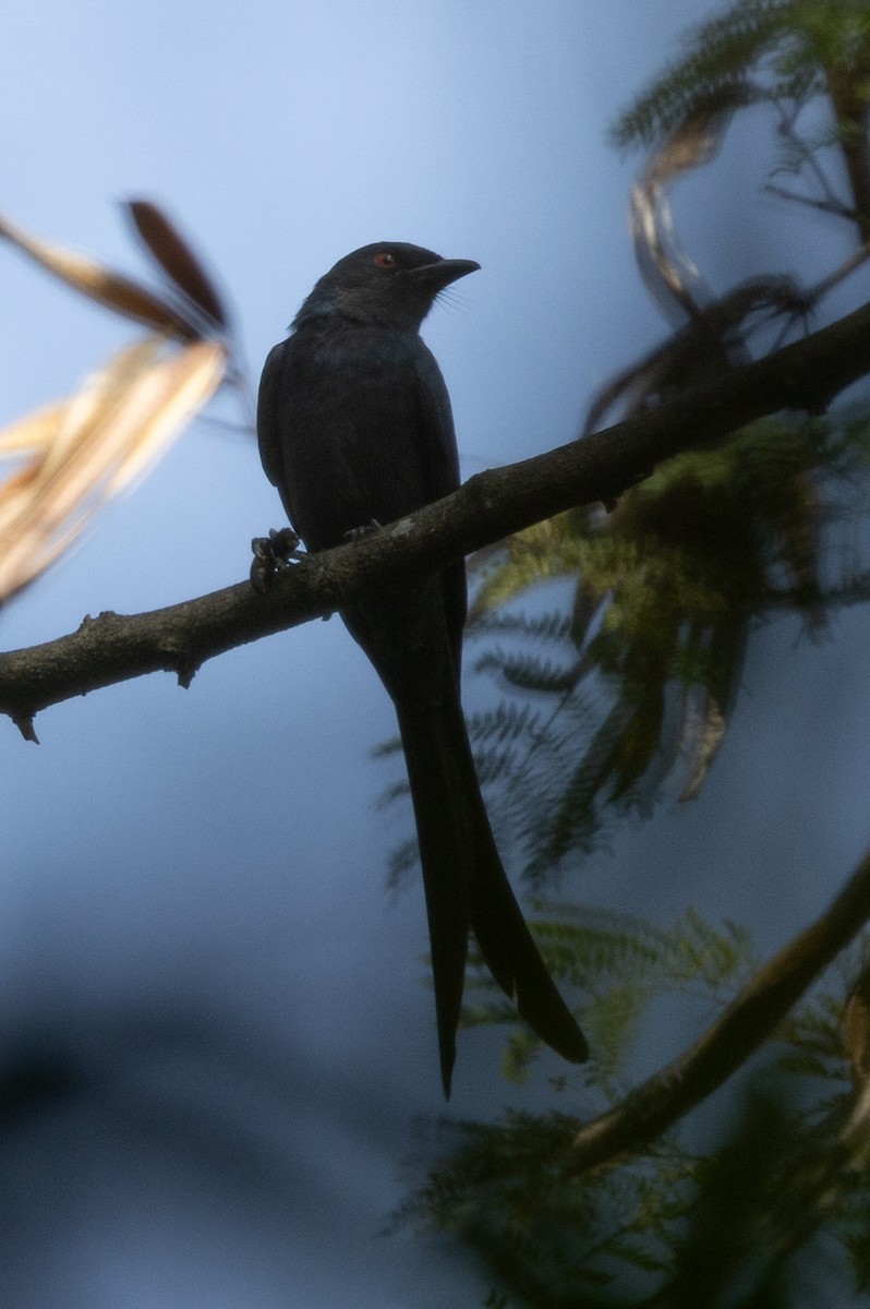 drongo kouřový - ML612868865