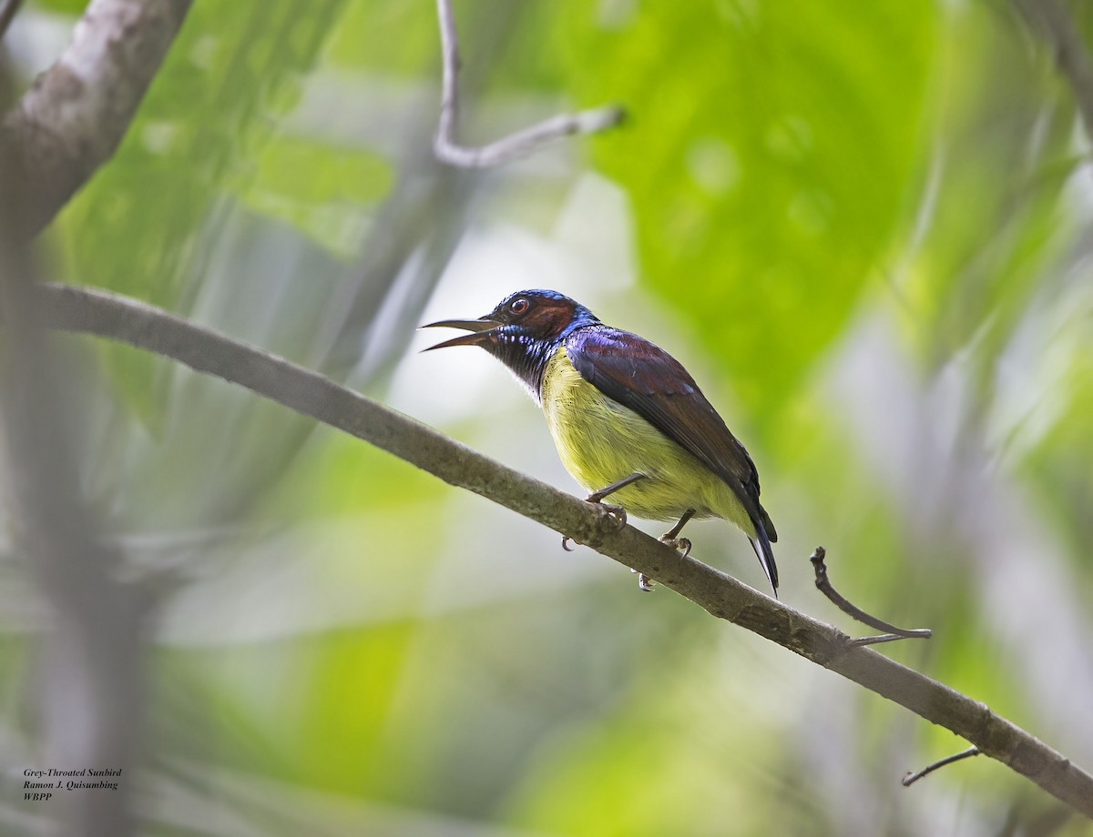 Gray-throated Sunbird - ML612868877