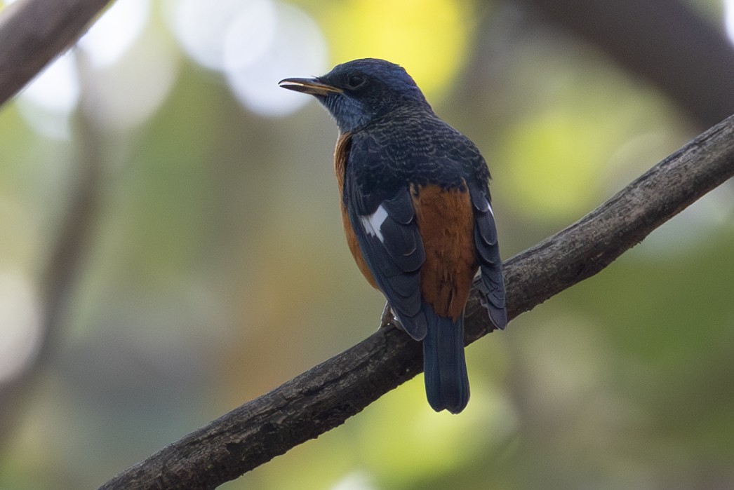 Blue-capped Rock-Thrush - ML612868880